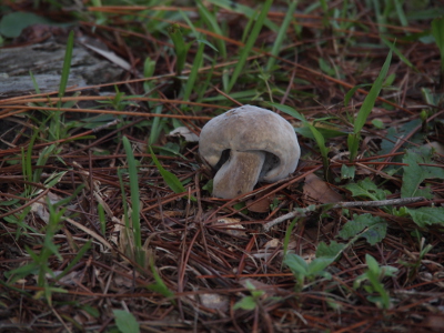 [A brown mushroom with a thick stem and a substantial umbrella-like top curling over the stem.]